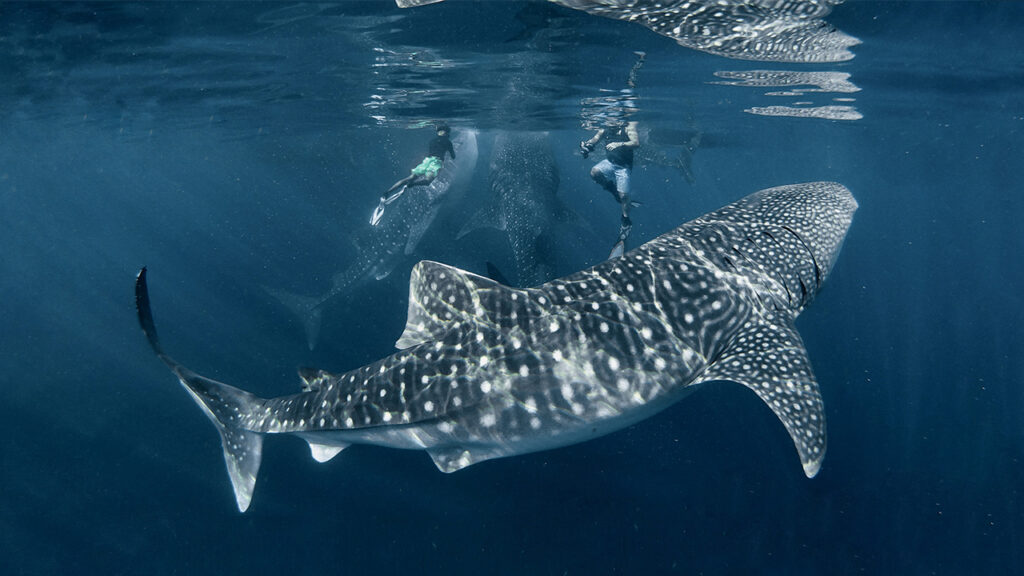 One Day Tour to Whale Shark on Sumbawa Island