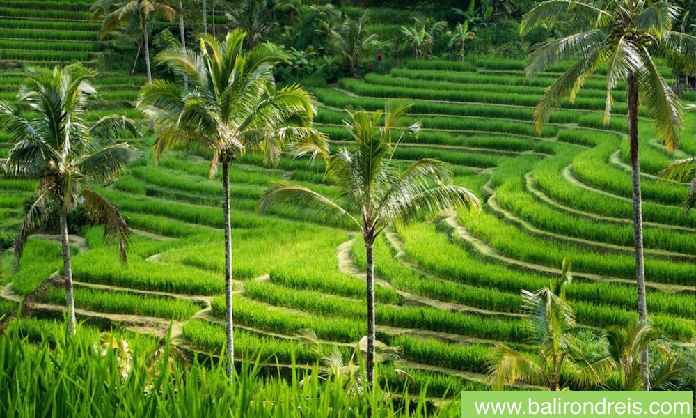 5 Day Personally Guided Balinese Culture, Yoga & Meditation Retreat Bali